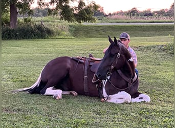 Percheron, Castrone, 11 Anni, 163 cm, Tobiano-tutti i colori