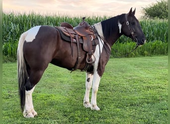 Percheron, Castrone, 11 Anni, 163 cm, Tobiano-tutti i colori