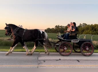Percheron, Castrone, 11 Anni, 163 cm, Tobiano-tutti i colori