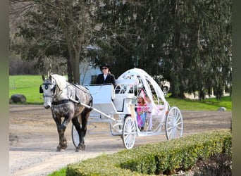 Percheron, Castrone, 11 Anni, 170 cm, Grigio pezzato