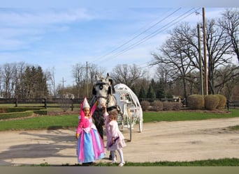 Percheron, Castrone, 11 Anni, 170 cm, Grigio pezzato