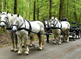 Percheron, Castrone, 11 Anni, 180 cm, Grigio pezzato