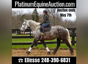 Percheron, Castrone, 11 Anni, Grigio pezzato