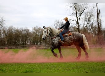 Percheron, Castrone, 11 Anni, Grigio pezzato