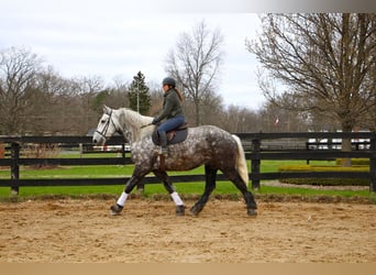 Percheron, Castrone, 11 Anni, Grigio pezzato