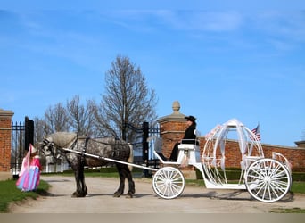Percheron, Castrone, 11 Anni, Grigio pezzato