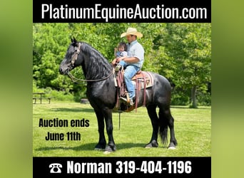 Percheron, Castrone, 12 Anni, 160 cm, Morello