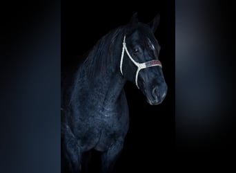 Percheron, Castrone, 12 Anni, 165 cm, Roano blu