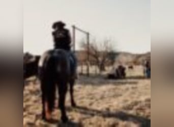 Percheron, Castrone, 12 Anni, 165 cm, Roano blu
