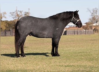 Percheron, Castrone, 12 Anni, 165 cm, Roano blu