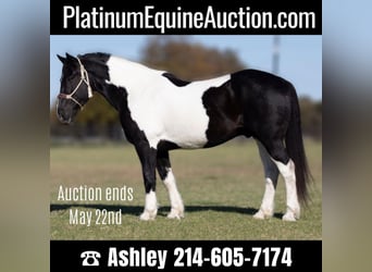 Percheron, Castrone, 12 Anni, 168 cm, Tobiano-tutti i colori