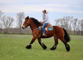 Percheron, Castrone, 12 Anni, 178 cm, Baio ciliegia