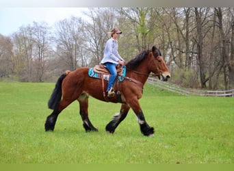 Percheron, Castrone, 12 Anni, 178 cm, Baio ciliegia