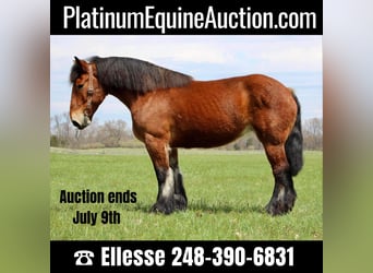 Percheron, Castrone, 12 Anni, 178 cm, Baio ciliegia