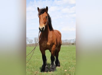 Percheron, Castrone, 12 Anni, 178 cm, Baio ciliegia