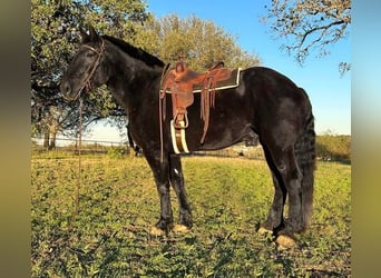 Percheron, Castrone, 12 Anni, 185 cm, Morello