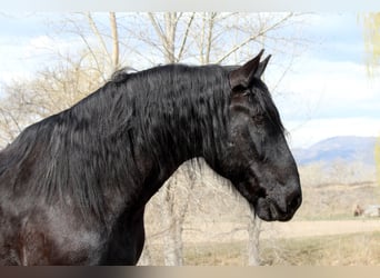 Percheron Mix, Castrone, 12 Anni, 191 cm, Morello