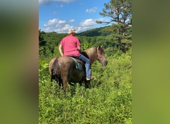 Percheron, Castrone, 13 Anni, 155 cm, Grullo