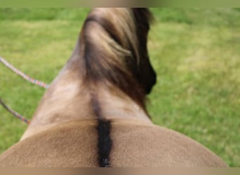 Percheron, Castrone, 13 Anni, 155 cm, Grullo