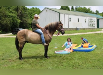 Percheron, Castrone, 13 Anni, 155 cm, Grullo