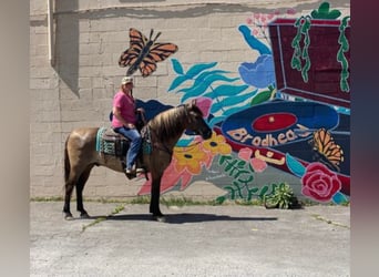 Percheron, Castrone, 13 Anni, 155 cm, Grullo