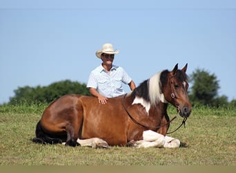Percheron, Castrone, 14 Anni, 165 cm, Tobiano-tutti i colori
