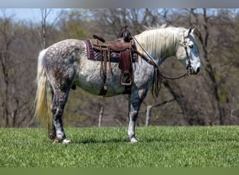 Percheron, Castrone, 14 Anni, 173 cm, Grigio pezzato