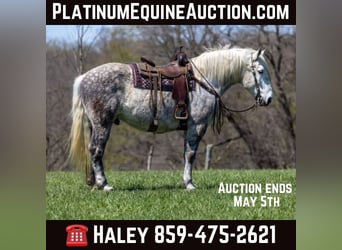 Percheron, Castrone, 14 Anni, 173 cm, Grigio pezzato