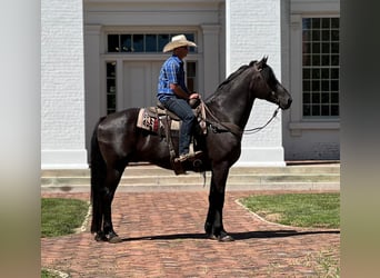 Percheron, Castrone, 15 Anni, 173 cm, Morello