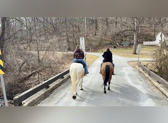 Percheron Mix, Castrone, 16 Anni, 163 cm, Grigio