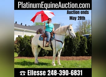 Percheron, Castrone, 16 Anni, 173 cm, Grigio