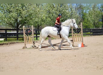 Percheron, Castrone, 16 Anni, 173 cm, Grigio