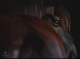 Percheron, Castrone, 17 Anni, 170 cm, Morello