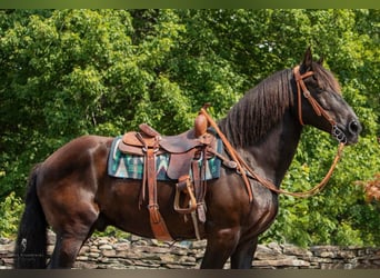 Percheron, Castrone, 17 Anni, 170 cm, Morello