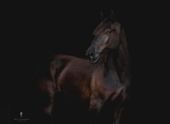 Percheron, Castrone, 17 Anni, 170 cm, Morello