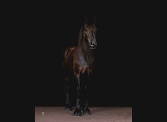 Percheron, Castrone, 17 Anni, 170 cm, Morello