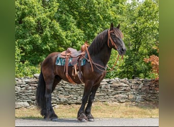 Percheron, Castrone, 17 Anni, 170 cm, Morello