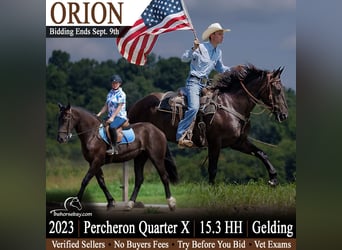 Percheron Mix, Castrone, 3 Anni, 160 cm, Morello
