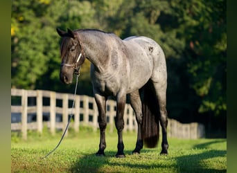 Percheron Mix, Castrone, 3 Anni, 163 cm, Roano blu