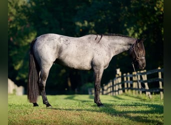 Percheron Mix, Castrone, 3 Anni, 163 cm, Roano blu