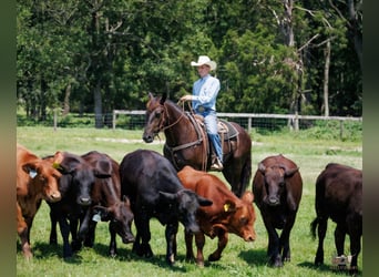 Percheron Mix, Castrone, 3 Anni, Morello