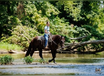 Percheron Mix, Castrone, 3 Anni, Morello