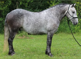 Percheron Mix, Castrone, 4 Anni, 142 cm, Grigio