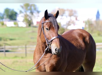 Percheron Mix, Castrone, 4 Anni, 157 cm, Baio ciliegia