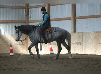 Percheron Mix, Castrone, 4 Anni, 157 cm, Grigio