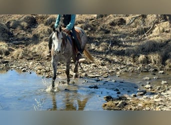 Percheron Mix, Castrone, 4 Anni, 157 cm, Grigio