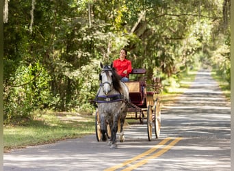 Percheron Mix, Castrone, 4 Anni, 160 cm, Grigio