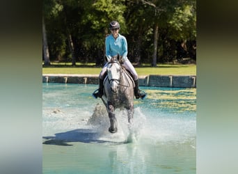 Percheron Mix, Castrone, 4 Anni, 160 cm, Grigio