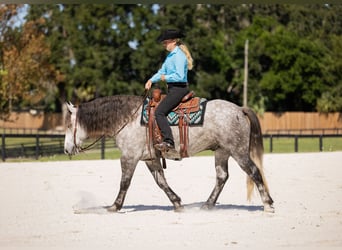 Percheron Mix, Castrone, 4 Anni, 160 cm, Grigio
