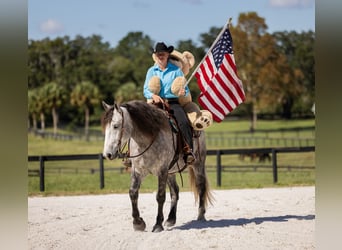 Percheron Mix, Castrone, 4 Anni, 160 cm, Grigio